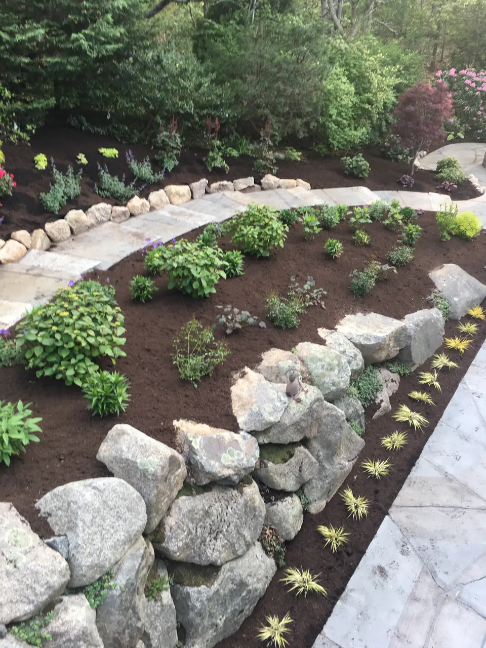 Boulder wall and new plantings along a stone path