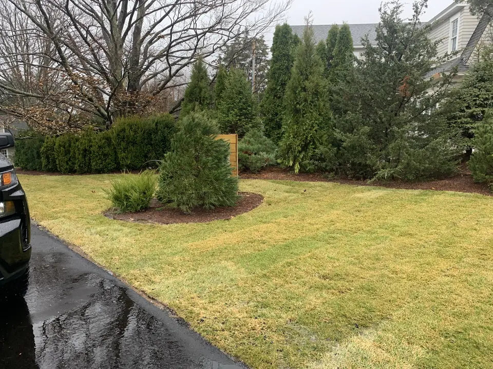 New lawn along new evergreens