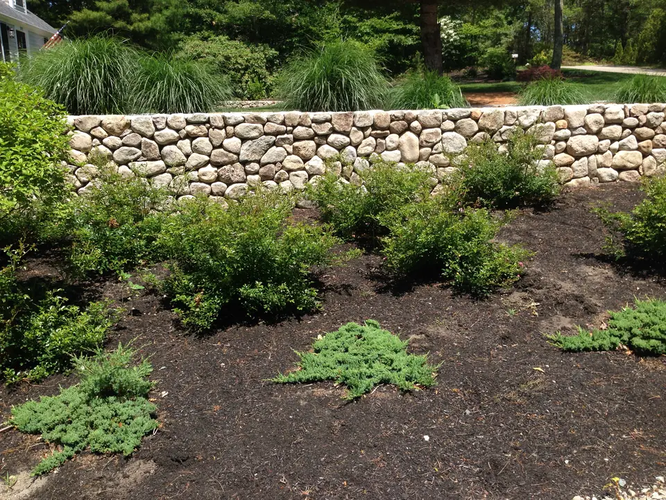 Fieldstone retaining wall behind new plantings