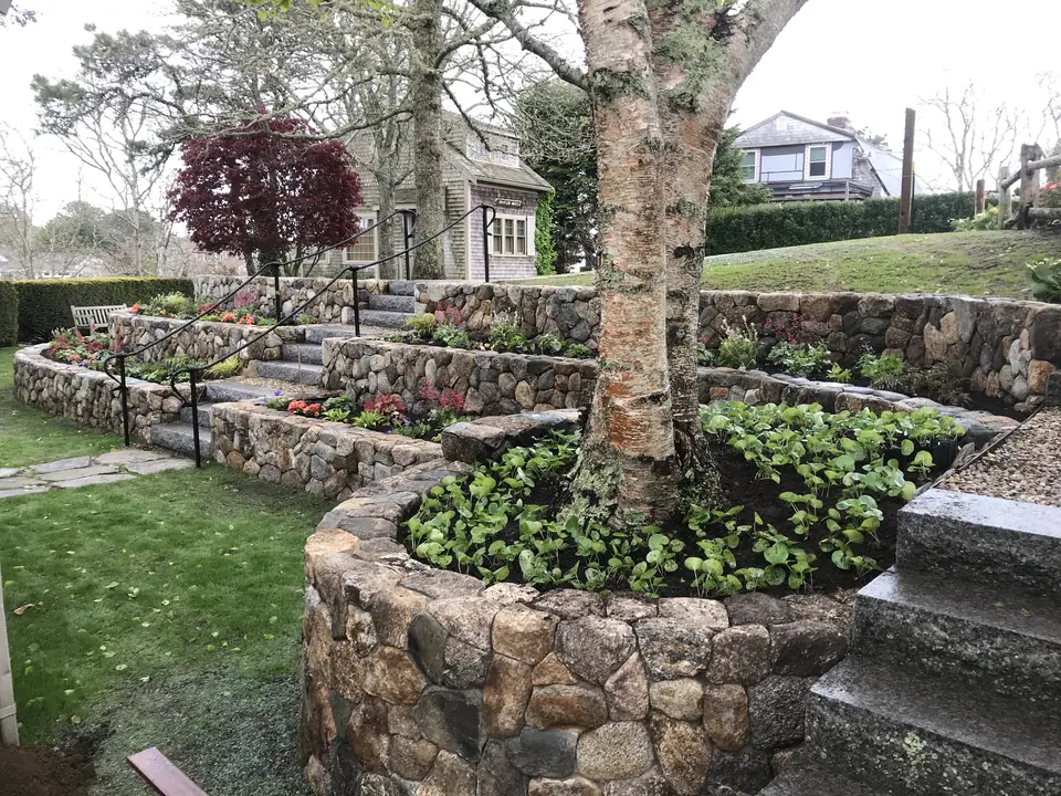 Tiered fieldstone walls and granite steps around the same birch